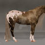 Appaloosa adopt