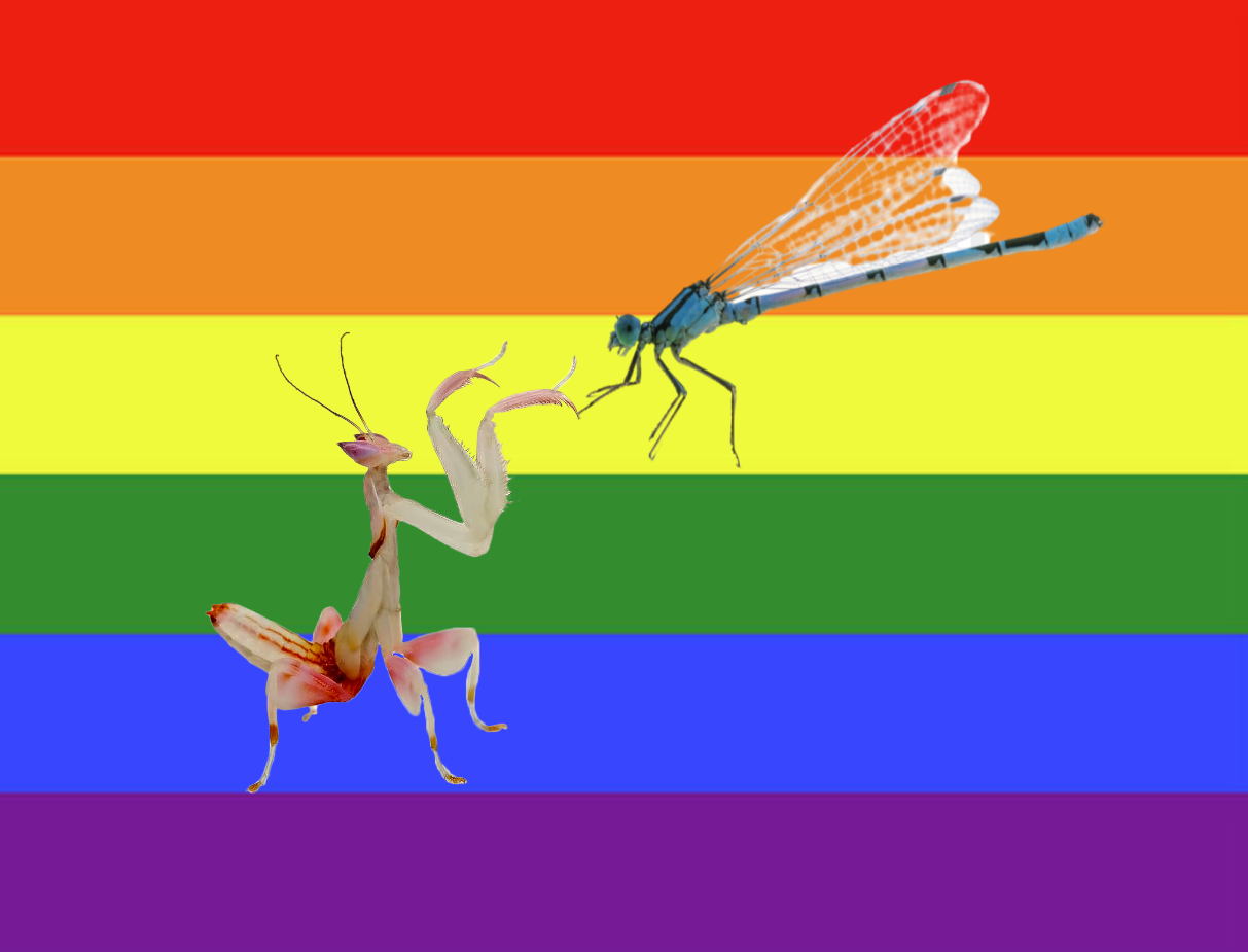 Lgbt Insect Gay bugs!!! by Alexander-Jefferson on DeviantArt