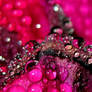 Settled droplets_1