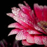 Pink droplets_3