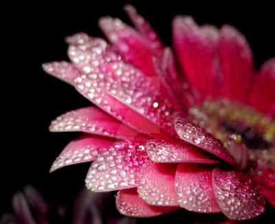 Pink droplets_3