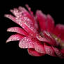 Pink droplets_5