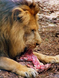 Dinner Time_Lion 1