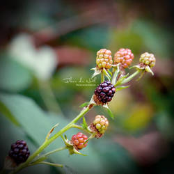 Brambleberry