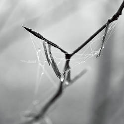 Fragility Of Life