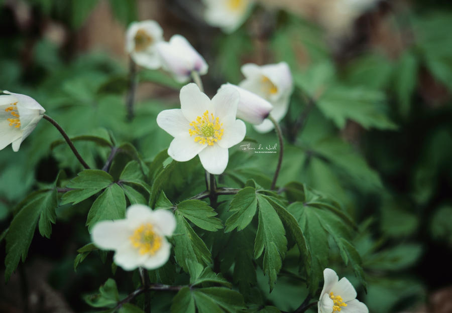 Thimbleweed By Fleur De Noel On Deviantart