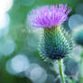 Thistle