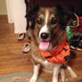 Cookie's Halloween Bandanna