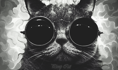 Pimp Cat