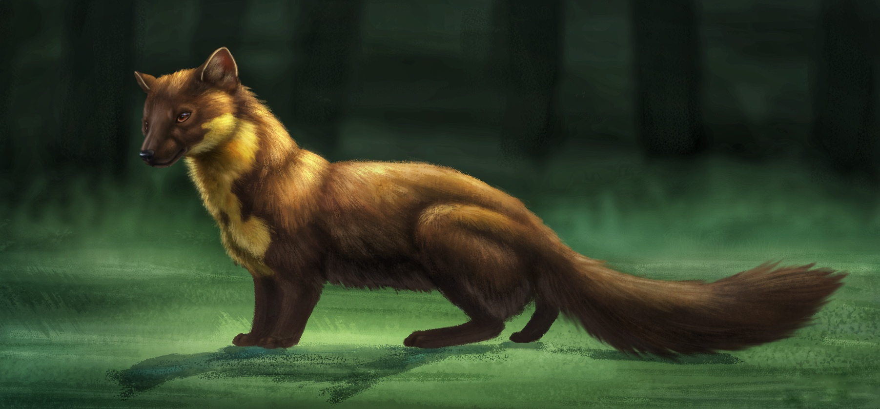 European Pine Marten