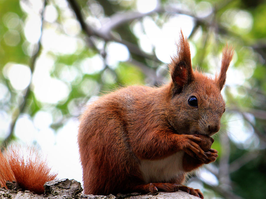 going nuts by Bauscheborzel