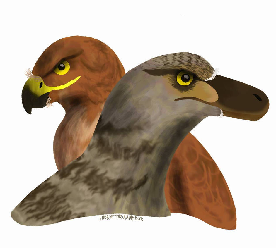 RAPTORS by TheRaptorsRampage on DeviantArt