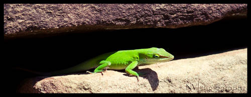 Green Anole