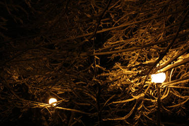 Lights in Winter