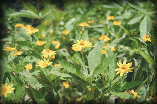 Stop and Smell the Flowers