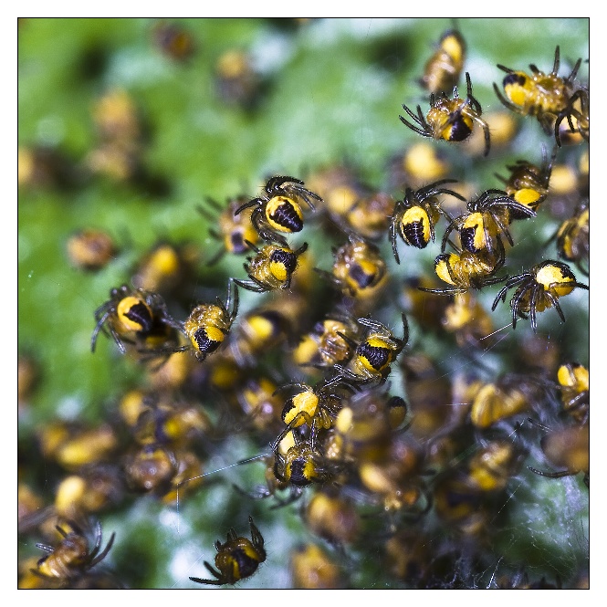 Flying mass of spiders