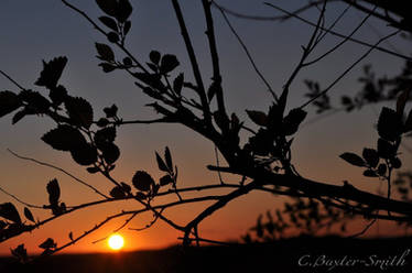 Sunset Through The Trees