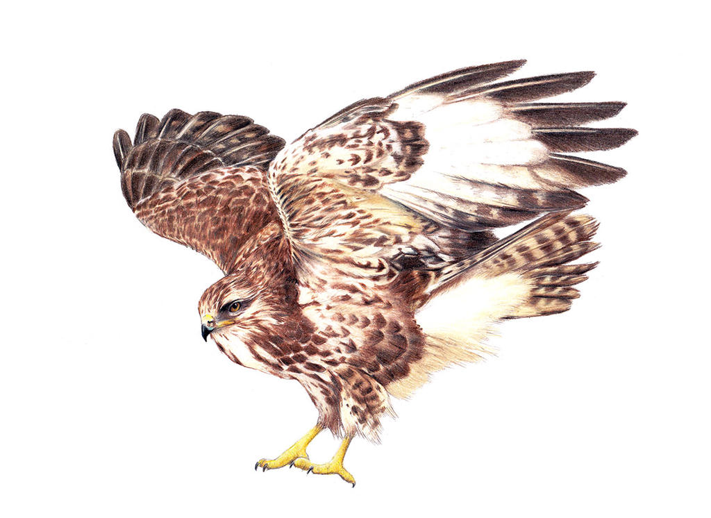 Buzzard - realistic drawing