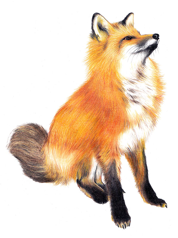 Fox - realistic drawing