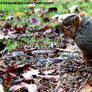 Photo Fridays- Squirrel