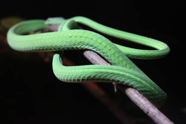 Green Snake