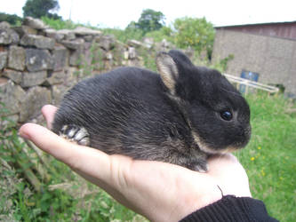 Baby netherland dwarf