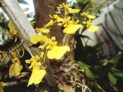 dancing lady (flower)