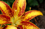 Hybrid Lily by sweetcivic