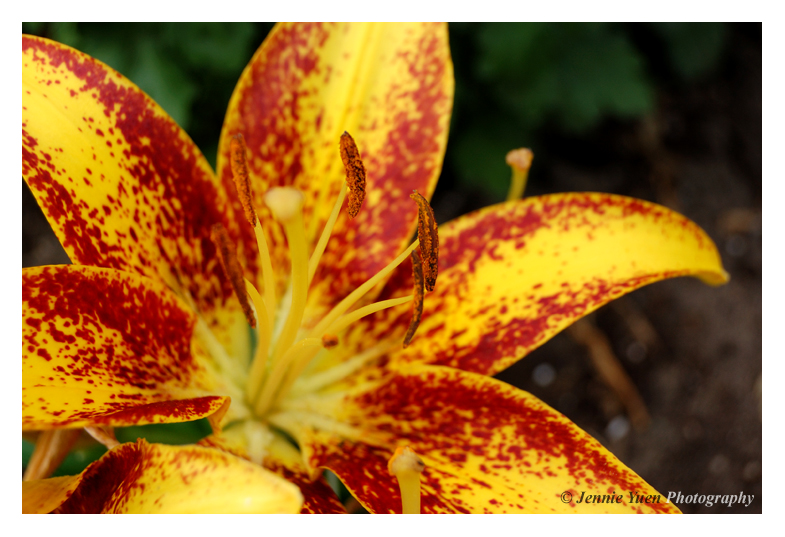 Hybrid Lily by sweetcivic