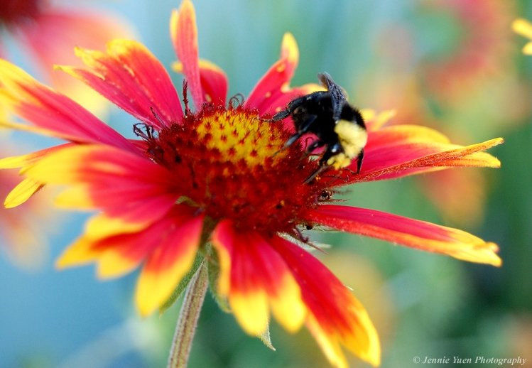 Honey Bee by sweetcivic