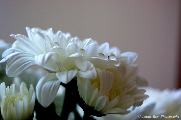 White Chrysanthemum by sweetcivic