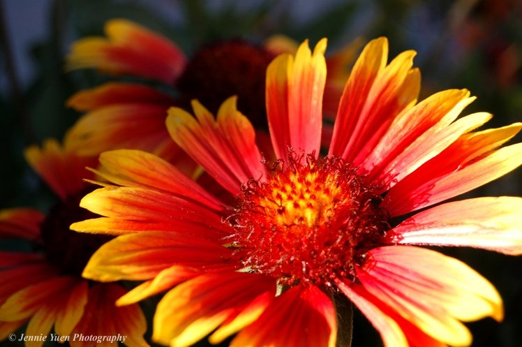 Gaillardia Flower Close Up by sweetcivic
