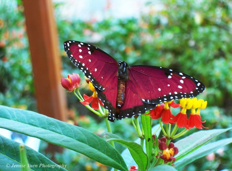 Butterfly by sweetcivic