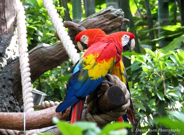 Twin Parrots