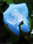 Blue Rose by sweetcivic
