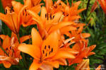 Orange Lilies by sweetcivic