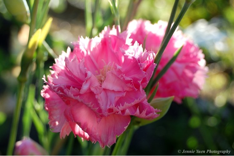 Pink Carnation by sweetcivic