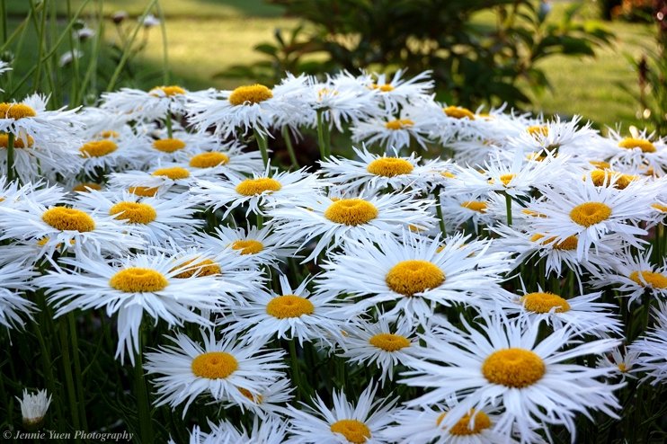 Field of Daisies by sweetcivic