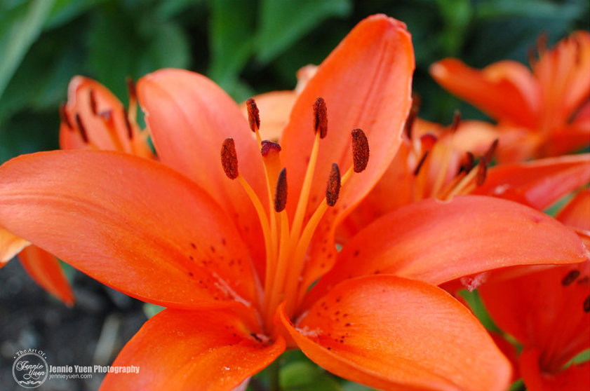 Orange Lily Close-Up