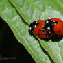 Love Bugs