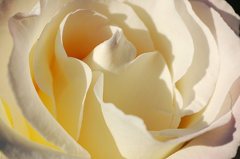 White Rose Close-up