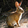 Wild Rabbit