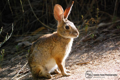 Wild Rabbit