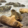 Sea Lions
