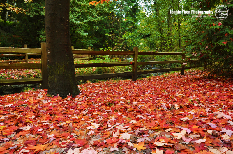 Fallen Leaves