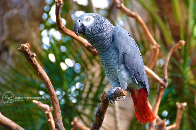 African Grey Congo Parrot