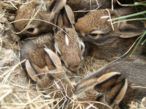 Baby Bunnies1