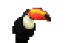 Toucan Daddy