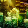 The Collector