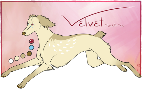 Velvet 2015